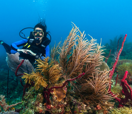 PADI Open Water Diver course with 7 Nights Luxurious Beachfront Aparthotel Bed & Breakfast  's photos